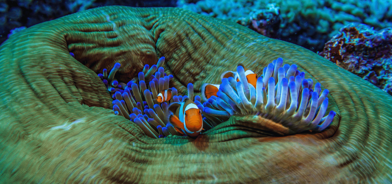 Inflexion Group Understanding-business-drivers-for-ABG_P2