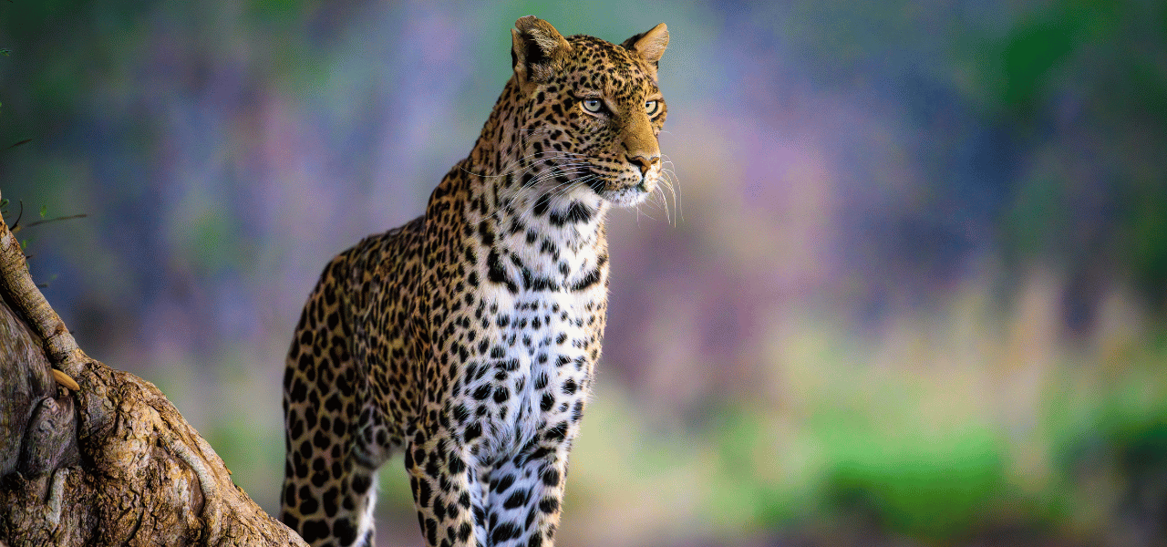 Inflexion Group - Where Pursuit Marketing fits in a marketer's world