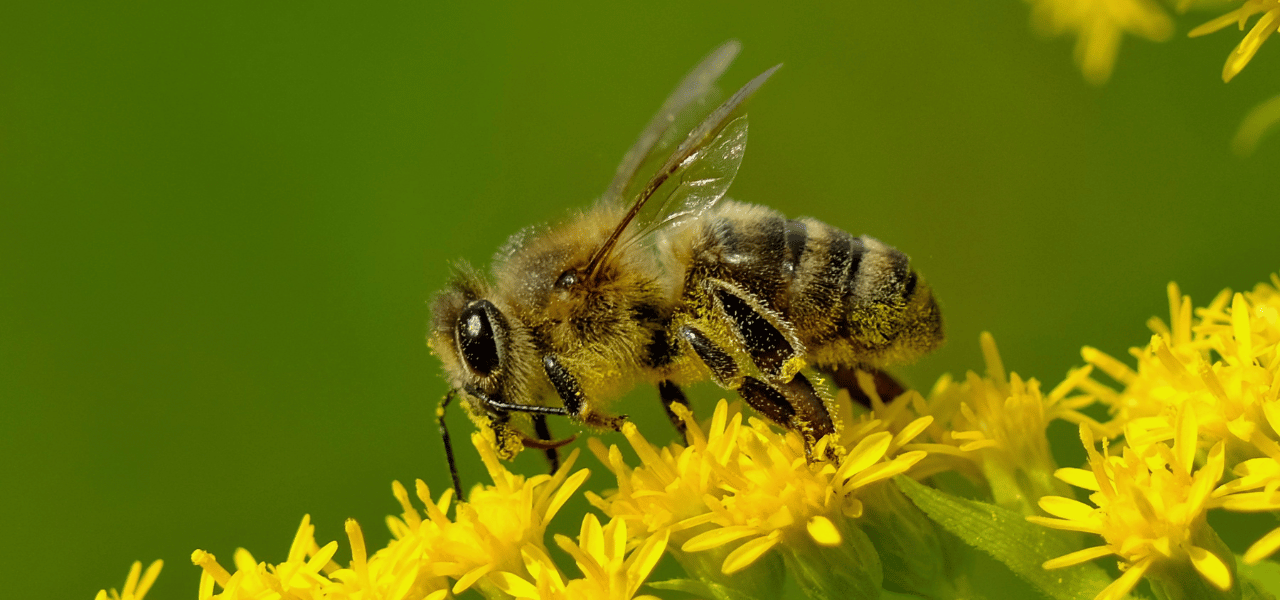 IFG_ABM and Analyst Firms_29Jul2025